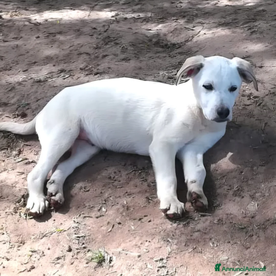 Meticcio cani in regalo: BRANDO MIX LABRADORINO a Provincia di Varese - Annuncio 3