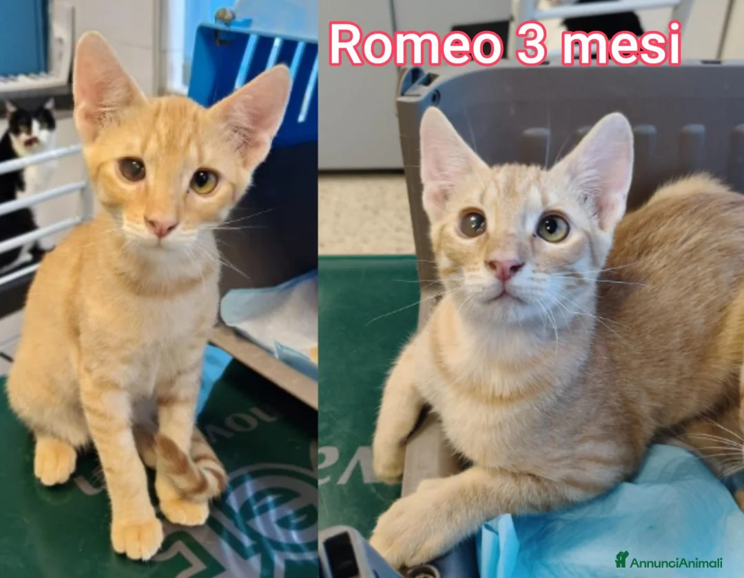 Europeo gatti in regalo: GATTINI IN CERCA D'AMORE  a Città Metropolitana di Bologna - Annuncio 1