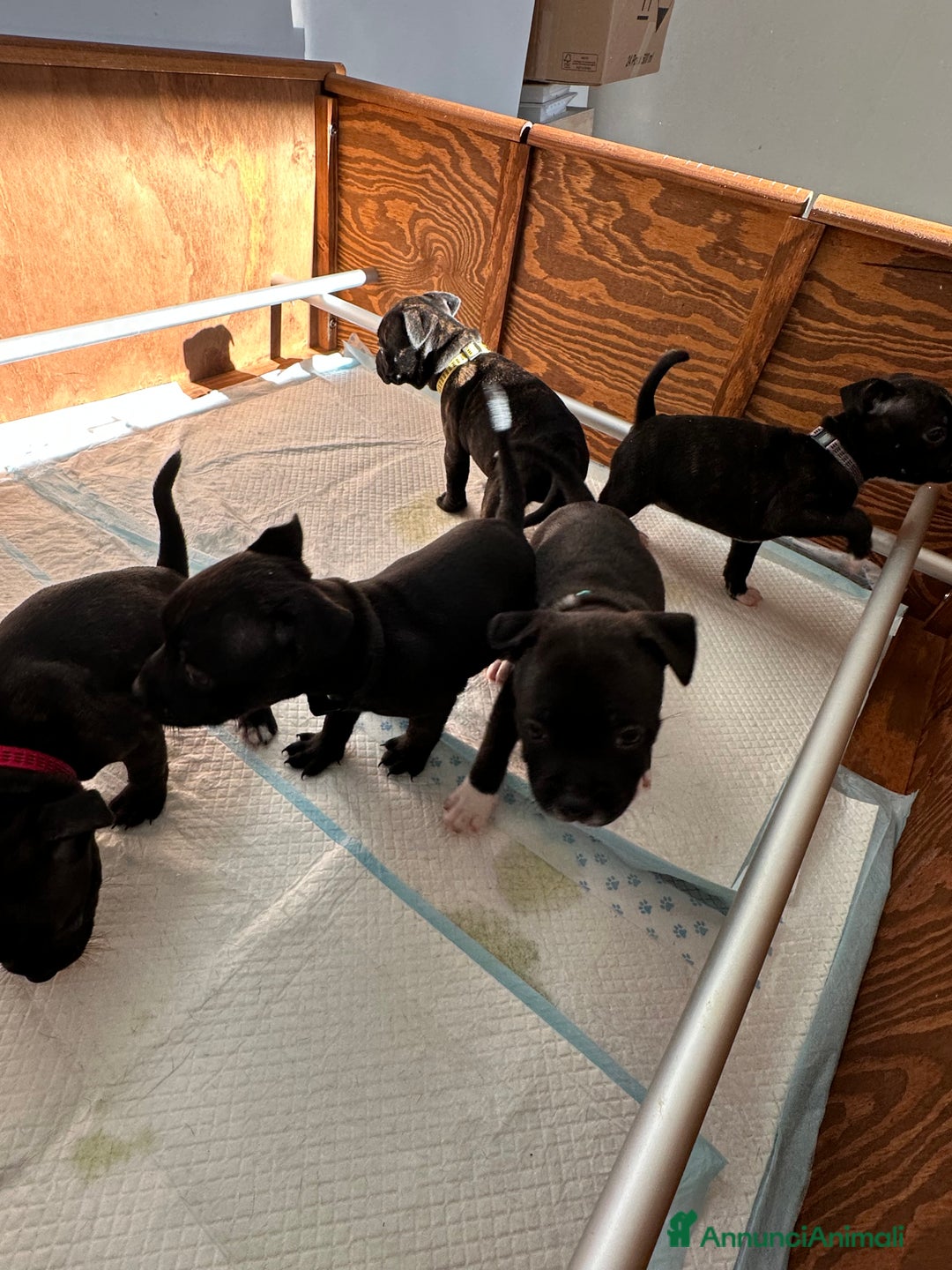 Staffordshire cani in vendita: Staffordshire Bull Terrier (Staffy) - Annuncio 9