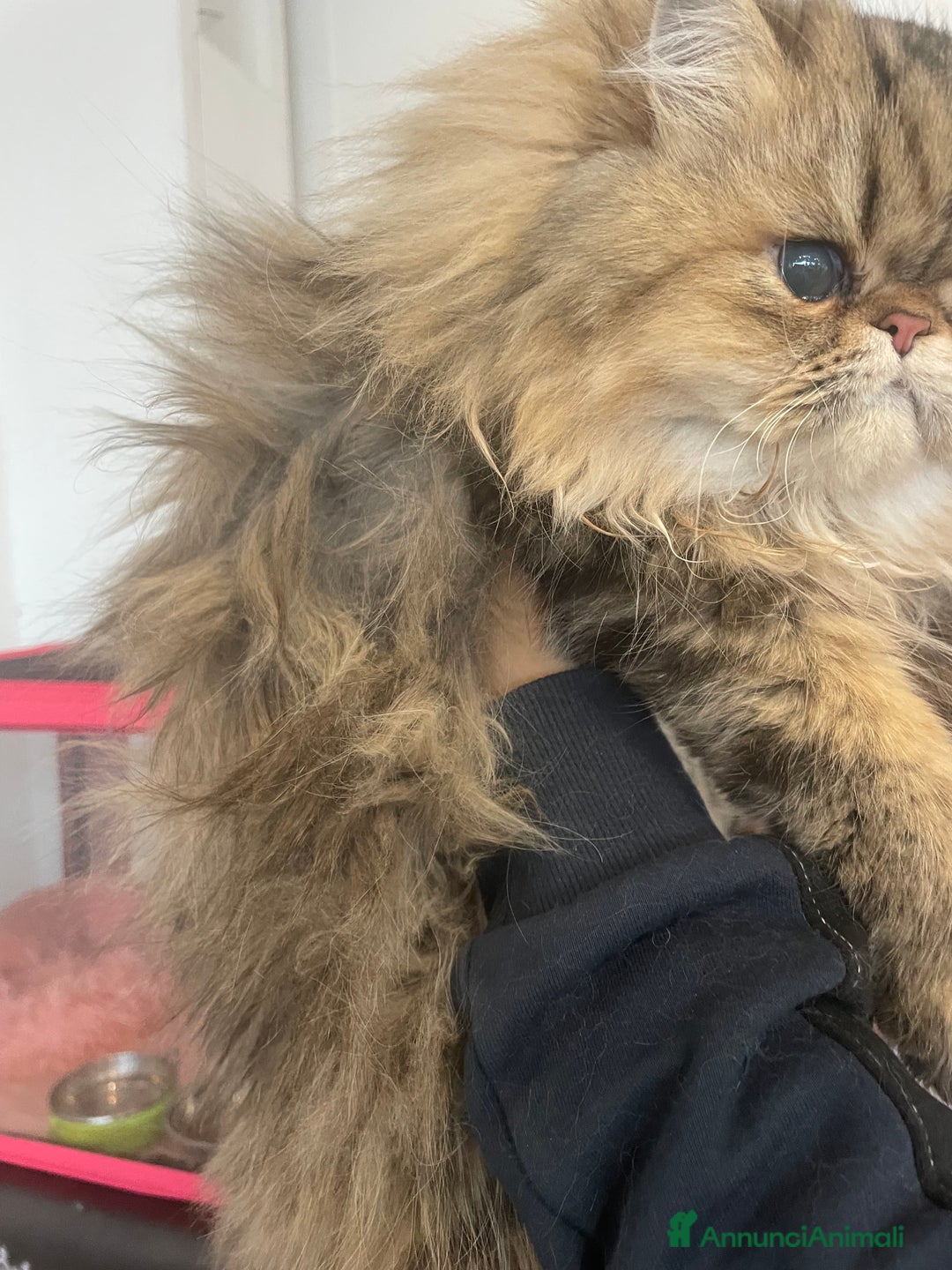 Persiano gatti in vendita: gatto persiano golden shaded con pedigree - Annuncio 10