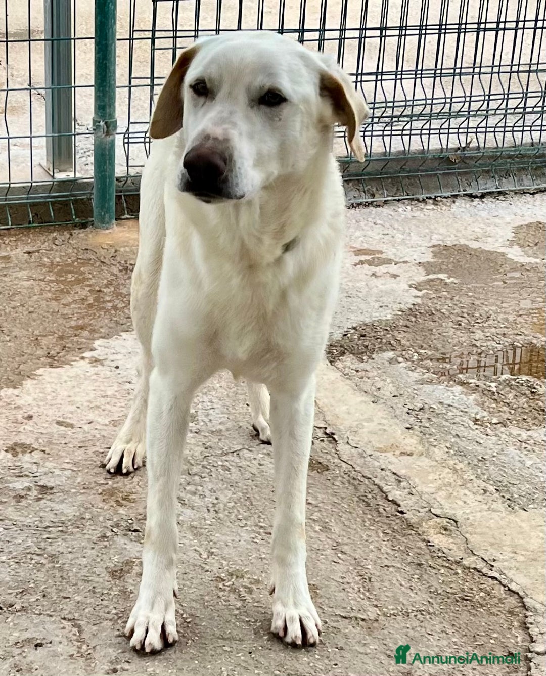 Meticcio cani in regalo: Un cane invisibile - Annuncio 3