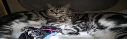 British gatti in vendita: British Shorthair con pedigree  - Annuncio 1