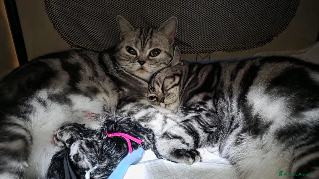 British gatti in vendita: British Shorthair con pedigree  - Annuncio 1