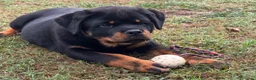Rottweiler cani in vendita: Maschione linea serba disponibile subito  - Annuncio 4
