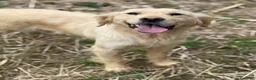 Golden Retriever cani in regalo: HONEY, dolce mix GOLDEN RETRIEVER cerca amore - Annuncio 4