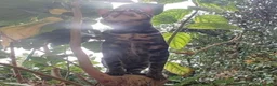 Bengala gatti in vendita: Gatto Bengala Maschio Brown black Spotted  - Annuncio 6