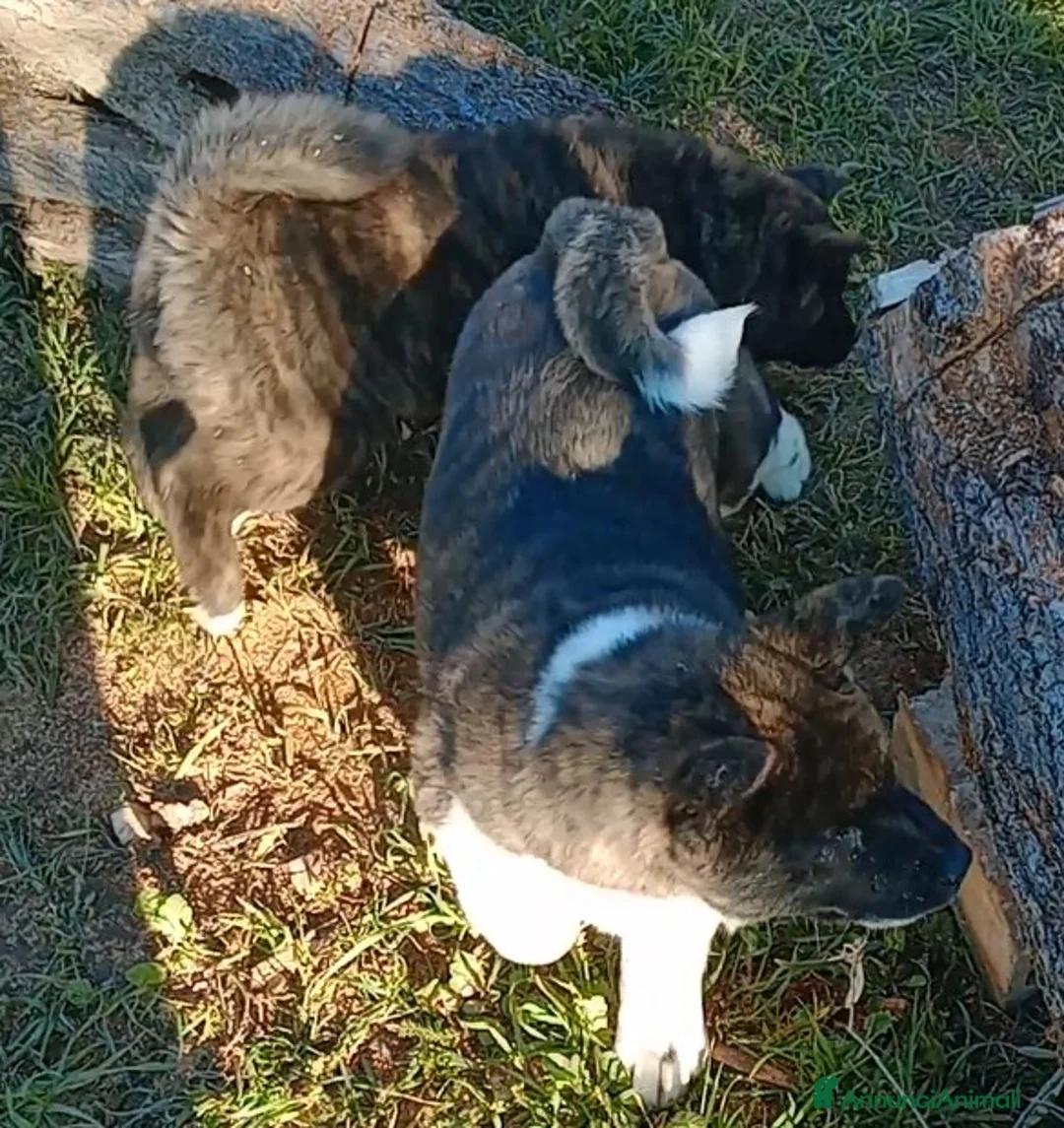 Akita Americano cani in vendita: AKITA AMERICANO  - Annuncio 8