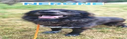 Meticcio cani in regalo: Nerone nessuno ti vuole perché sei nero a Provincia autonoma di Bolzano - Alto Adige - Annuncio 7