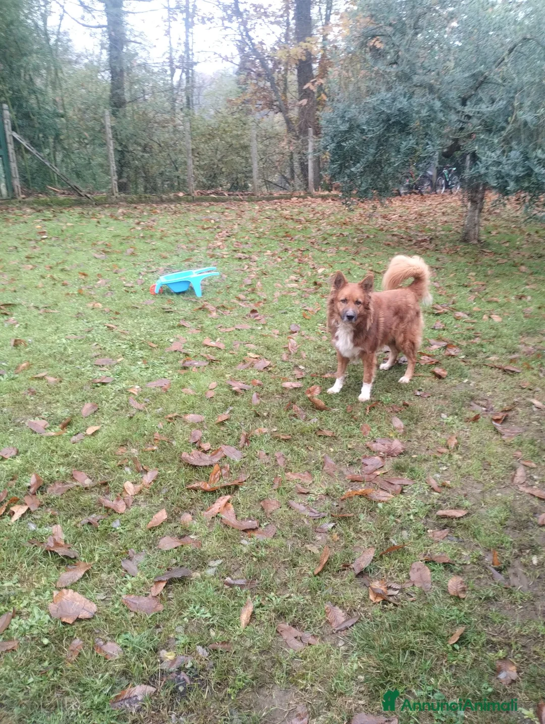 Meticcio cani in regalo: DANKON a Città metropolitana di Roma Capitale - Annuncio 12