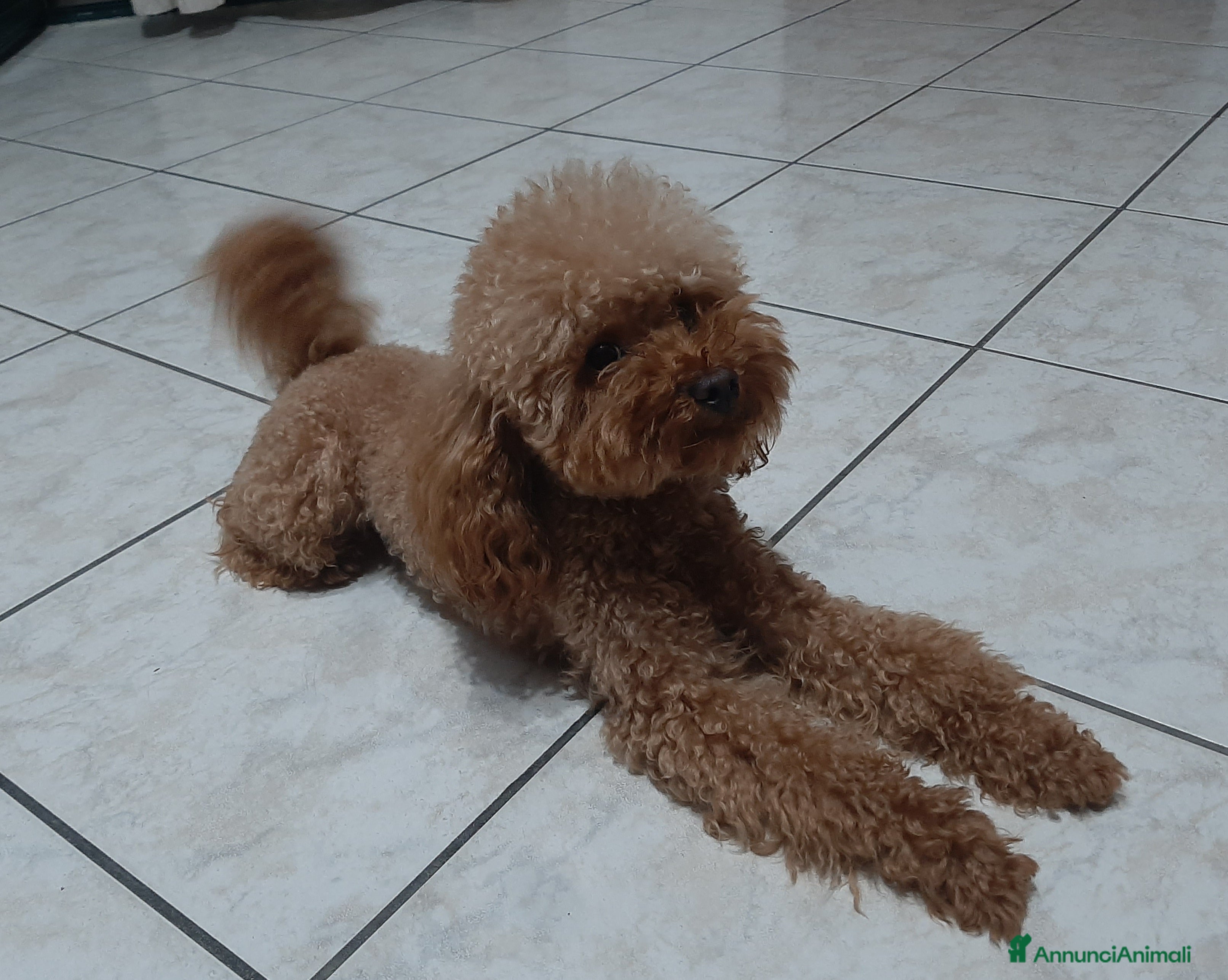 Barboncino cani Barboncino Toy Red con Pedigree Enci  - Annuncio 1