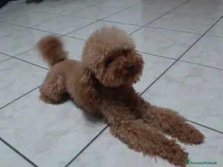 Barboncino cani Barboncino Toy Red con Pedigree Enci - Annuncio 6