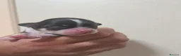 Chihuahua cani in vendita: Chihuahua pelo lungo lillac  - Annuncio 2