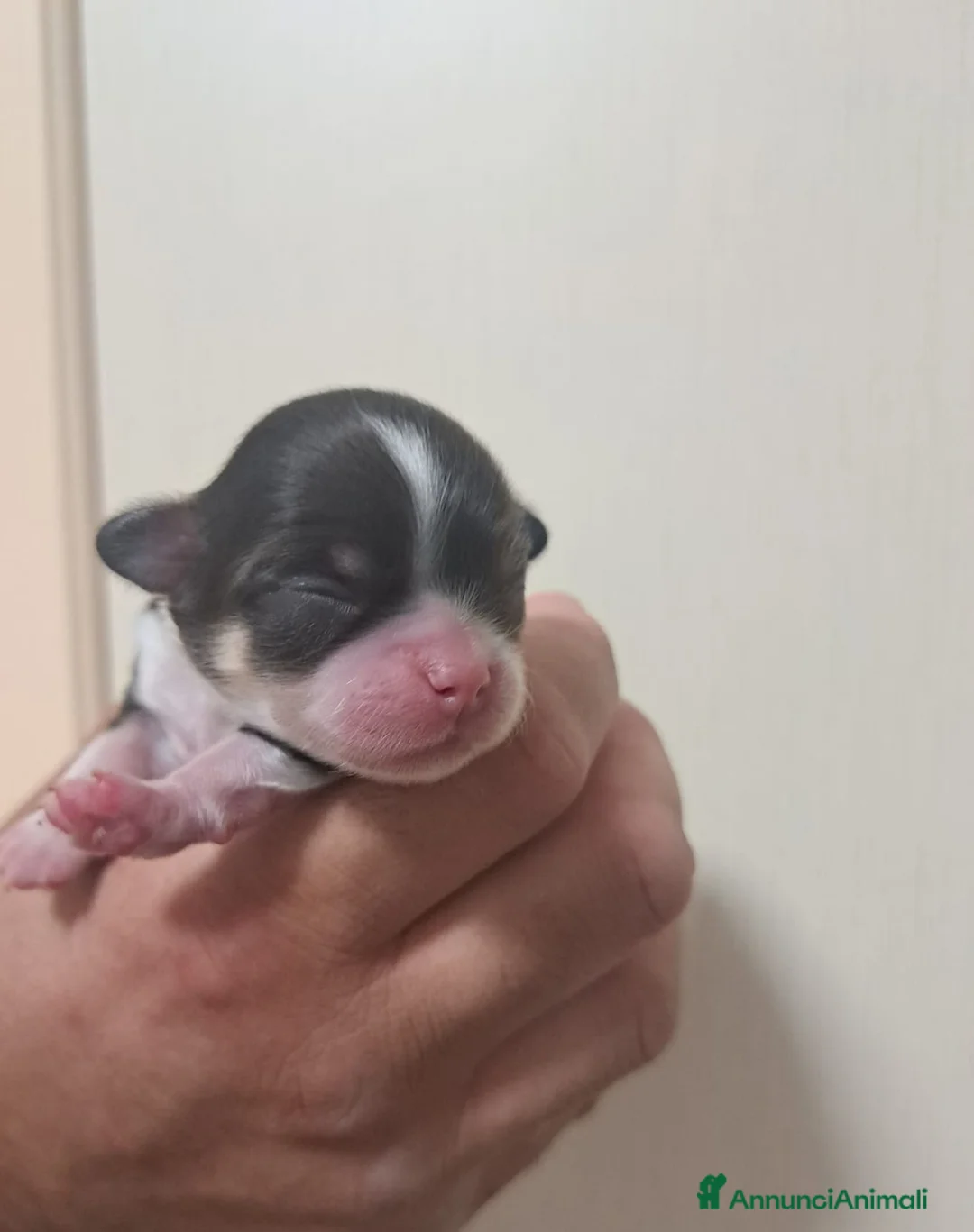 Chihuahua cani in vendita: Chihuahua pelo lungo lillac  - Annuncio 2
