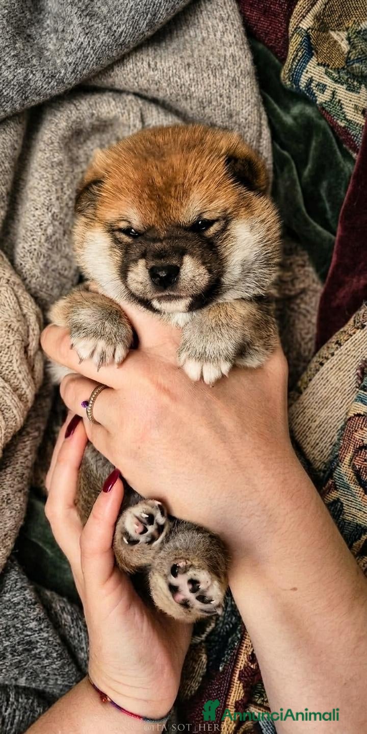 Shiba Inu cani Cuccioli di shiba inu - 3 femminucce - - Annuncio 2