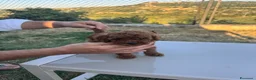 Barboncino Toy cani in vendita: Barboncino Toy Red - Annuncio 11