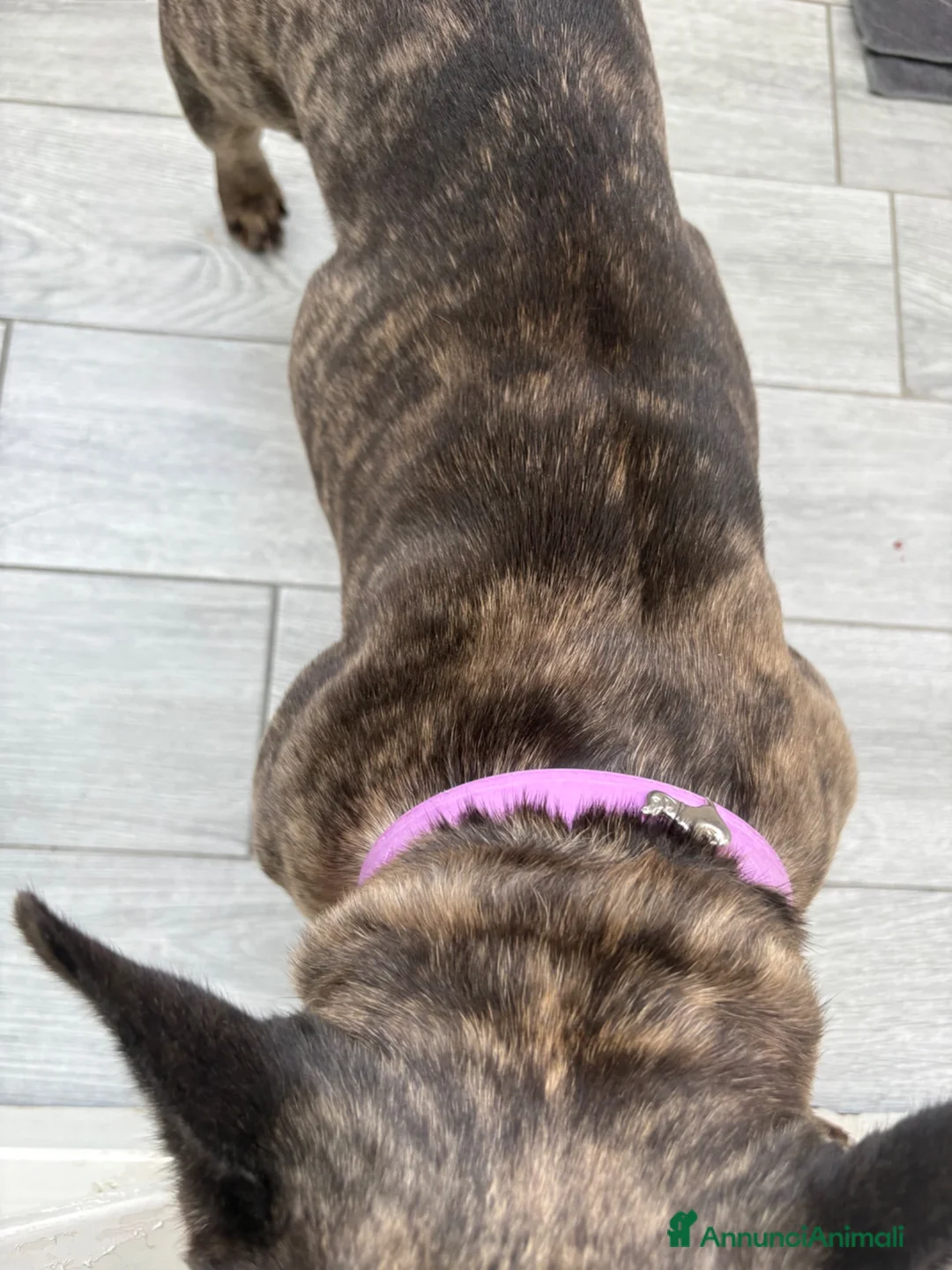 Bulldog Francese cani in vendita: Bulldog Francese femmina in cerca dinuova famiglia - Annuncio 2