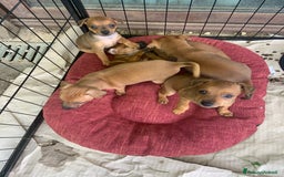 Pinscher Miniatura cani in vendita: CUCCIOLI PINSCHER NANO a Provincia di Viterbo - Immagine 1