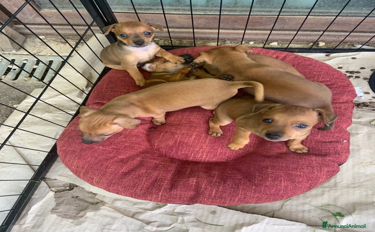 Pinscher Miniatura cani a Provincia di Viterbo - Annuncio 2