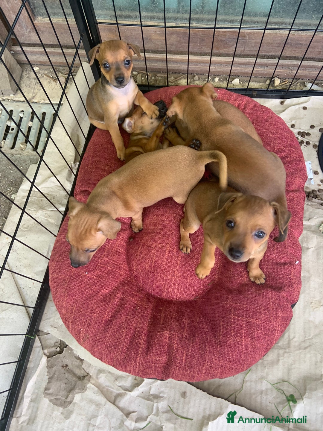 Pinscher Miniatura cani in vendita: CUCCIOLI PINSCHER NANO a Provincia di Viterbo - Immagine 1