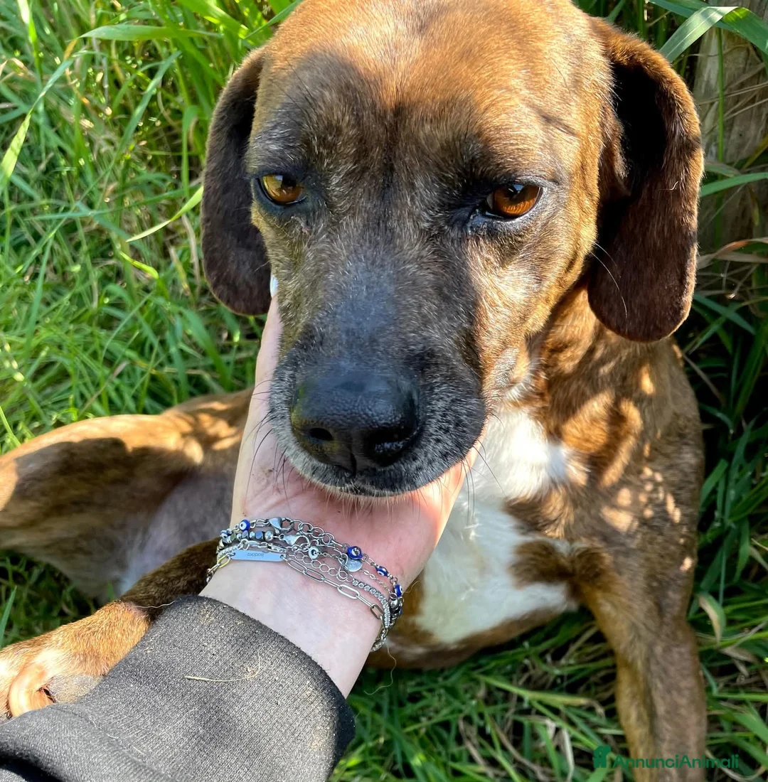 Meticcio cani in regalo: Piccola e dolcissima Tellina💖 - Annuncio 3