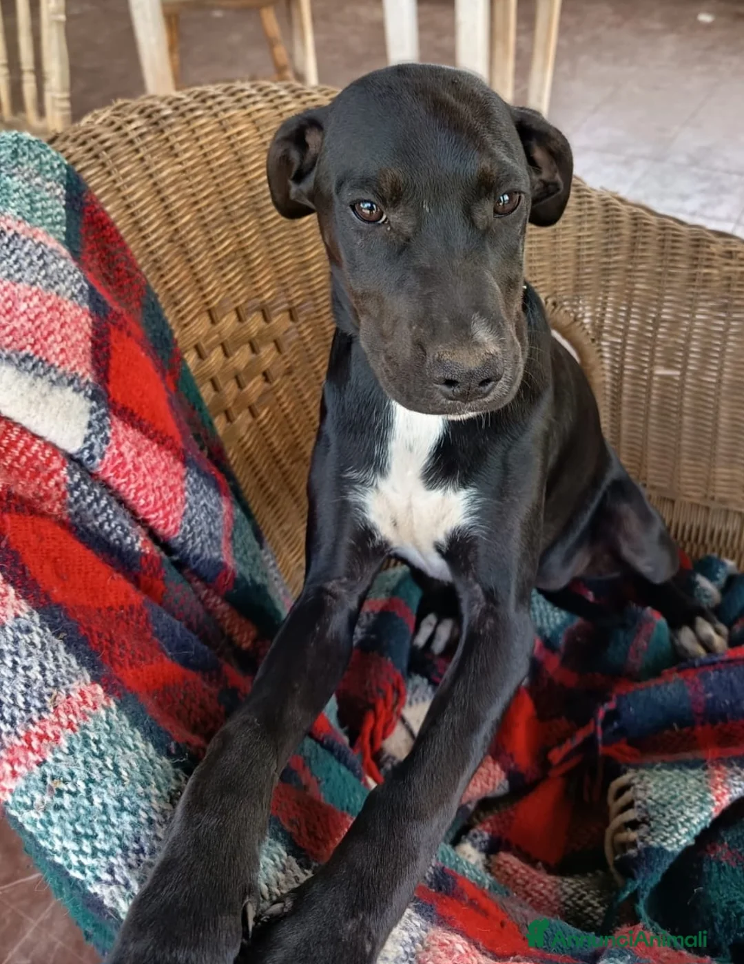 Meticcio cani in regalo: EVA ASPETTA UNA MAMMA  a Città metropolitana di Milano - Annuncio 7