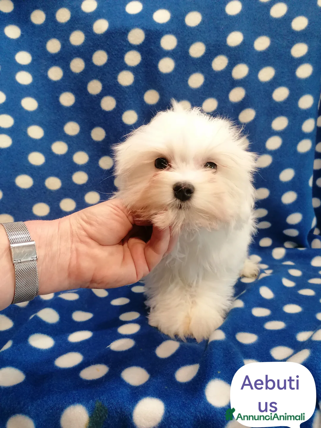 Maltese cani in vendita: Maltese cucciolo maschio  - Annuncio 1