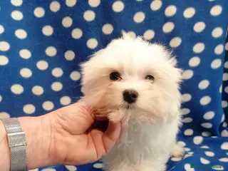 Maltese cani Maltese cucciolo maschio - Annuncio 15