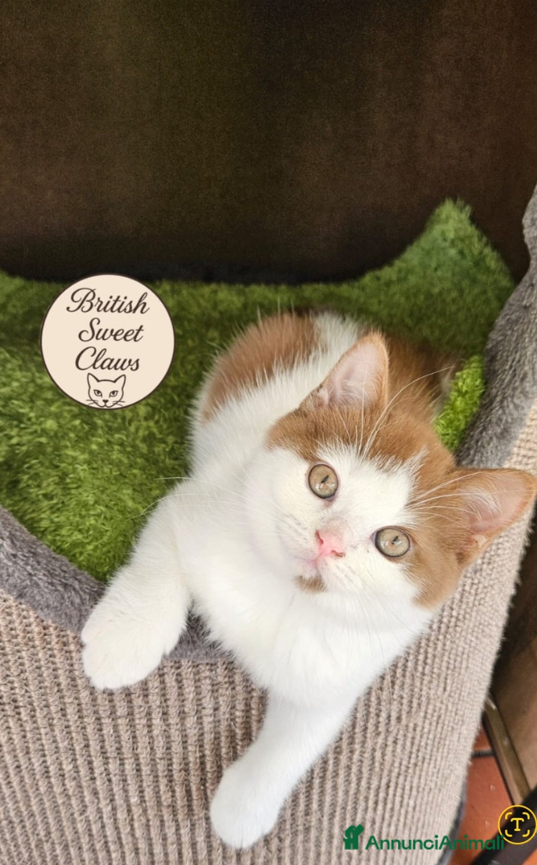 British gatti in vendita: British shorthair  - Annuncio 1