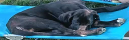 Alano cani in vendita: Cucciole di Alano  - Annuncio 8