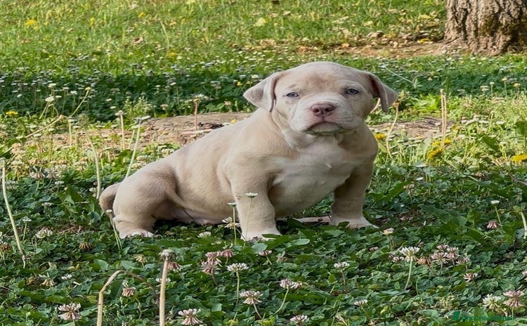 American Bully cani a Provincia autonoma di Trento - Annuncio 2