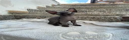 Sphynx gatti in vendita: Gatti sphynx - Annuncio 4