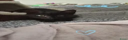 Meticcio gatti in regalo: Mosè  - Annuncio 1
