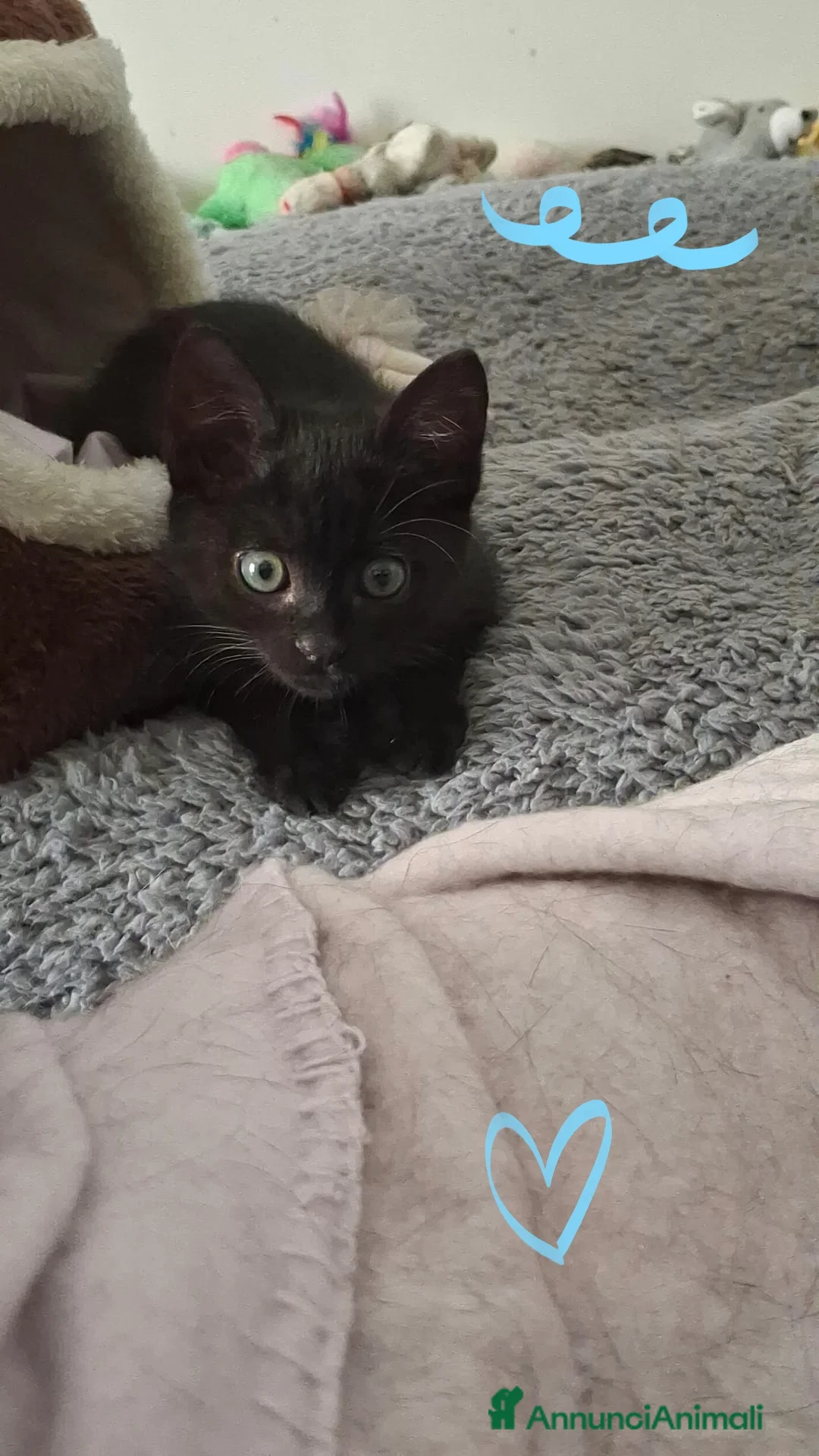 Meticcio gatti in regalo: Mosè  - Annuncio 1