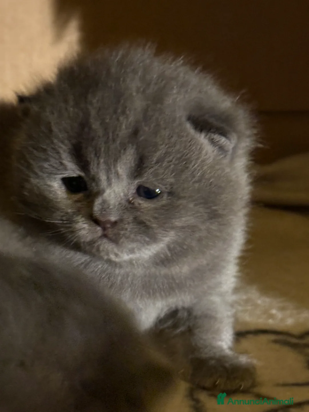 Scottish gatti in vendita: Gattini scottish fold blue - Annuncio 12