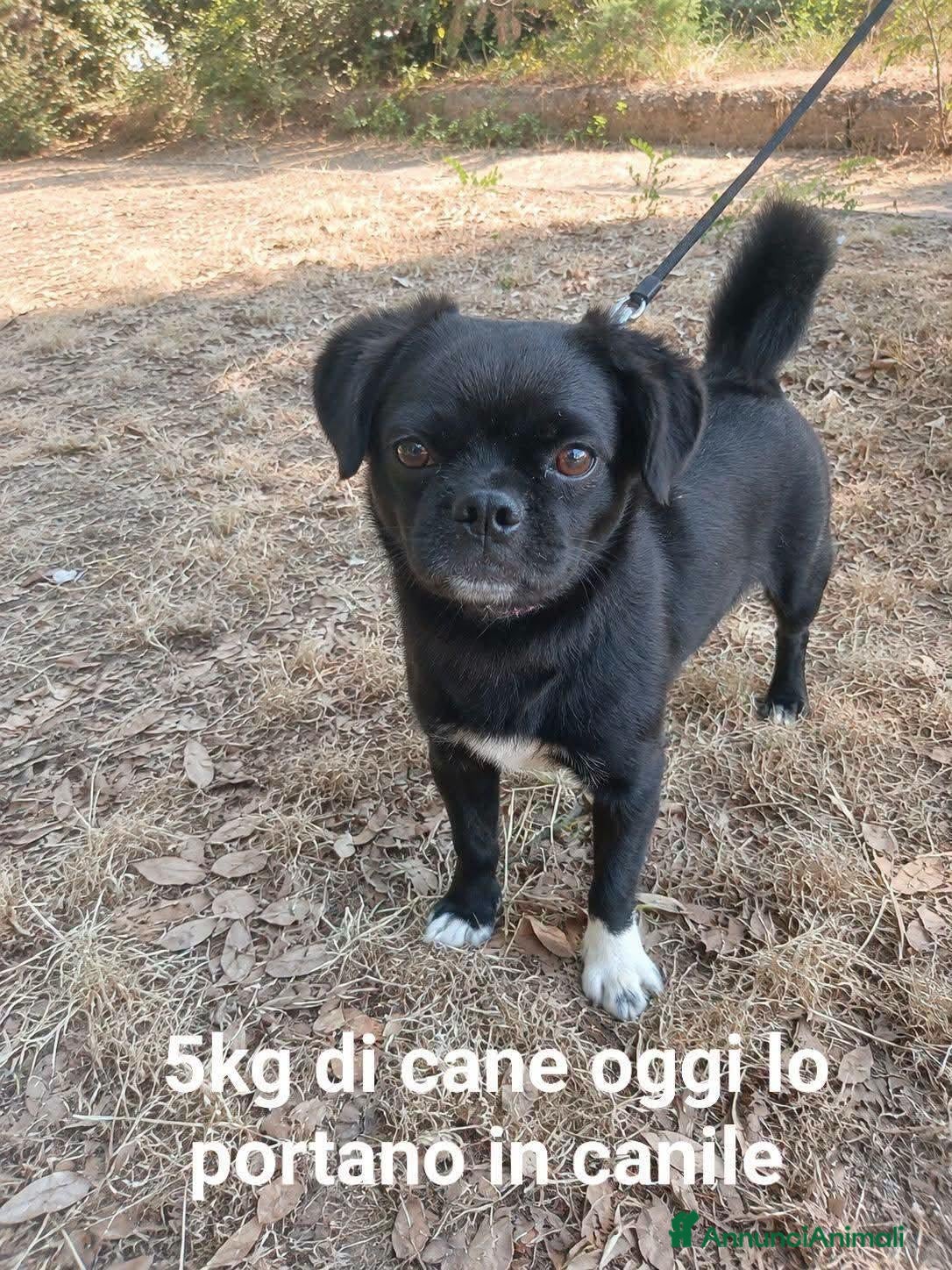 Meticcio cani Dogo 3 anni 5 kg - Annuncio 10