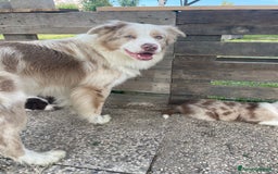 Border Collie cani per accoppiamento: Border Collie Lilac Merle disponibile per monte. a Città Metropolitana di Venezia - Immagine 2
