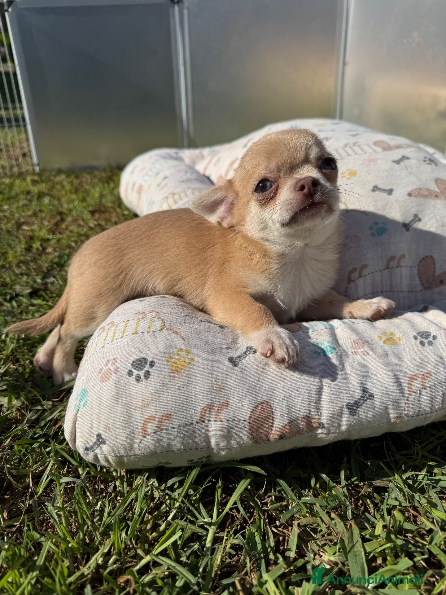 Chihuahua cani Cuccioli chihuahua con pedigree Enci - Annuncio 5
