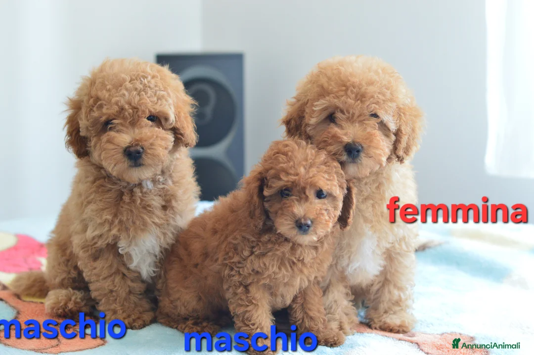Meticcio cani in vendita: Barboncino  - Annuncio 6