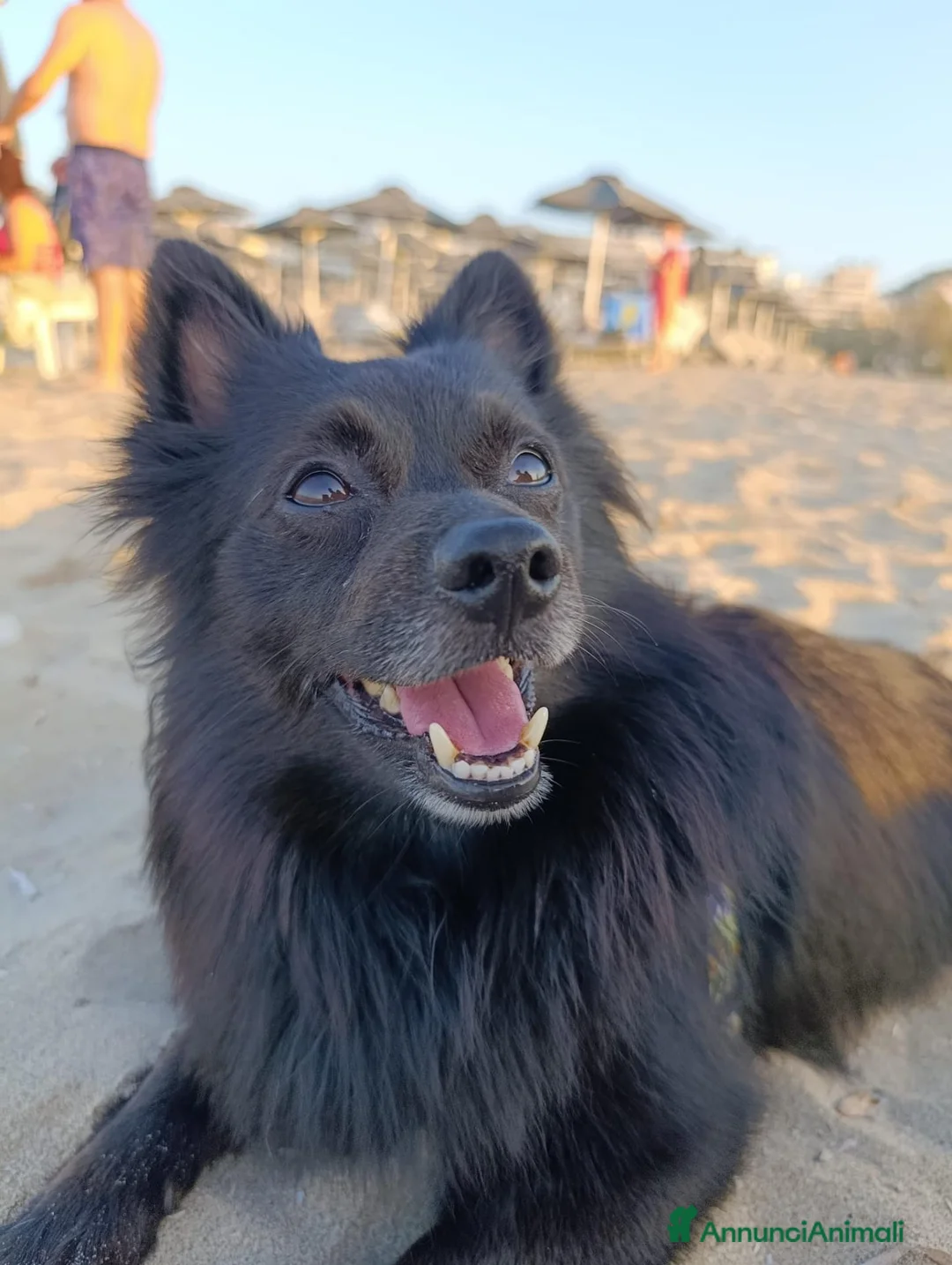 Meticcio cani per accoppiamento: Cerchiamo fidanzata - Annuncio 2