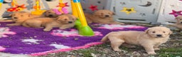 Golden Retriever cani in vendita: Golden retriever americano  - Annuncio 3