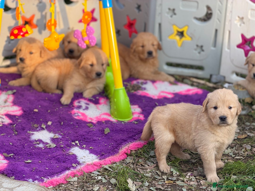 Golden Retriever cani in vendita: Golden retriever americano  - Annuncio 3