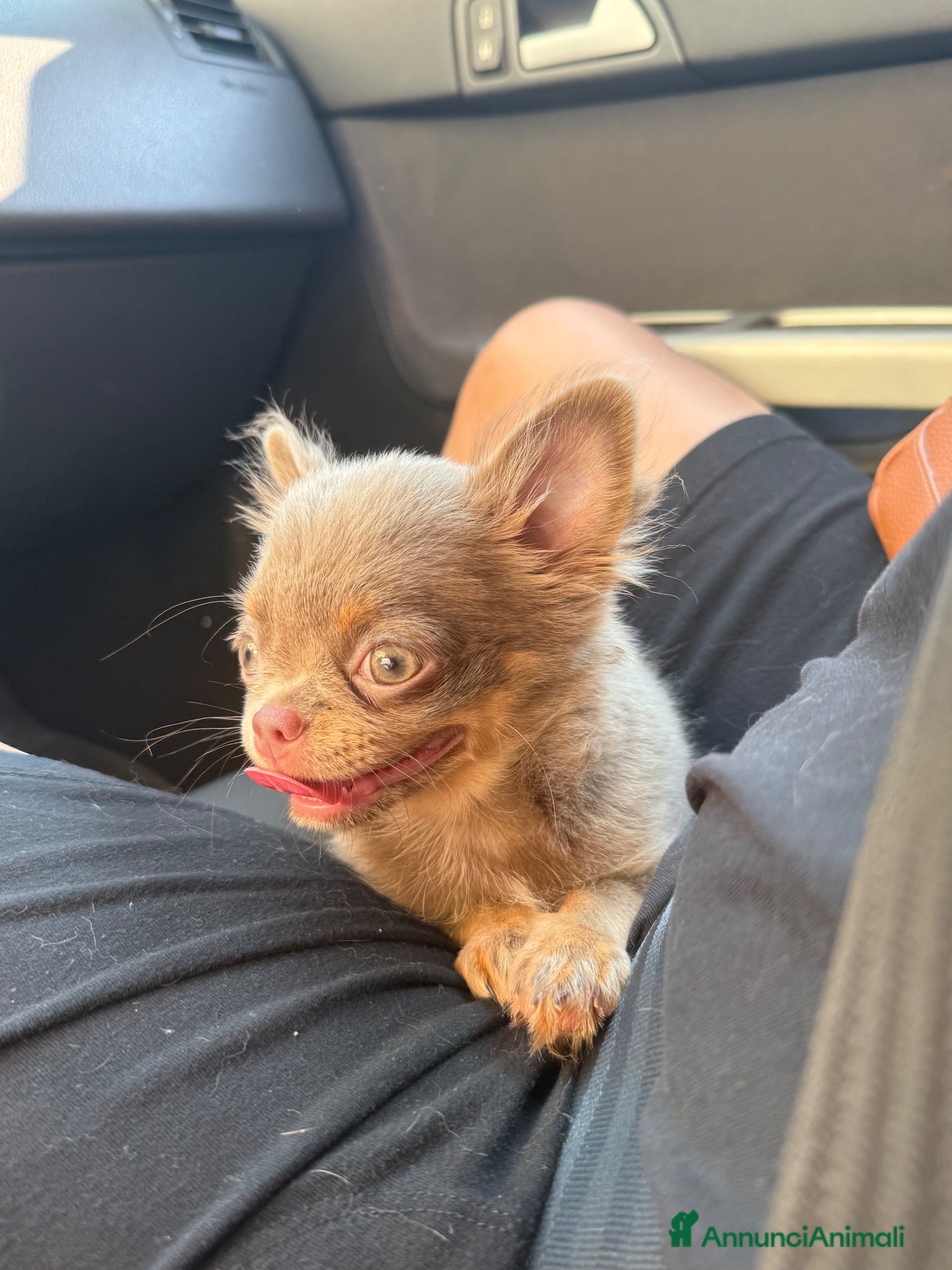 Chihuahua cani Chihuahua lilac tan  - Annuncio 11