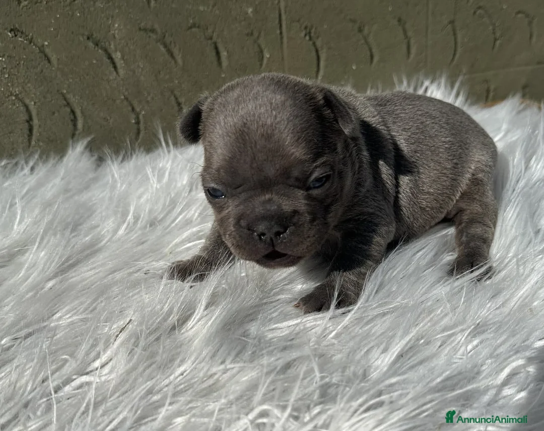 Bulldog Francese cani in vendita: Bulldog francesi merle tan - Annuncio 2