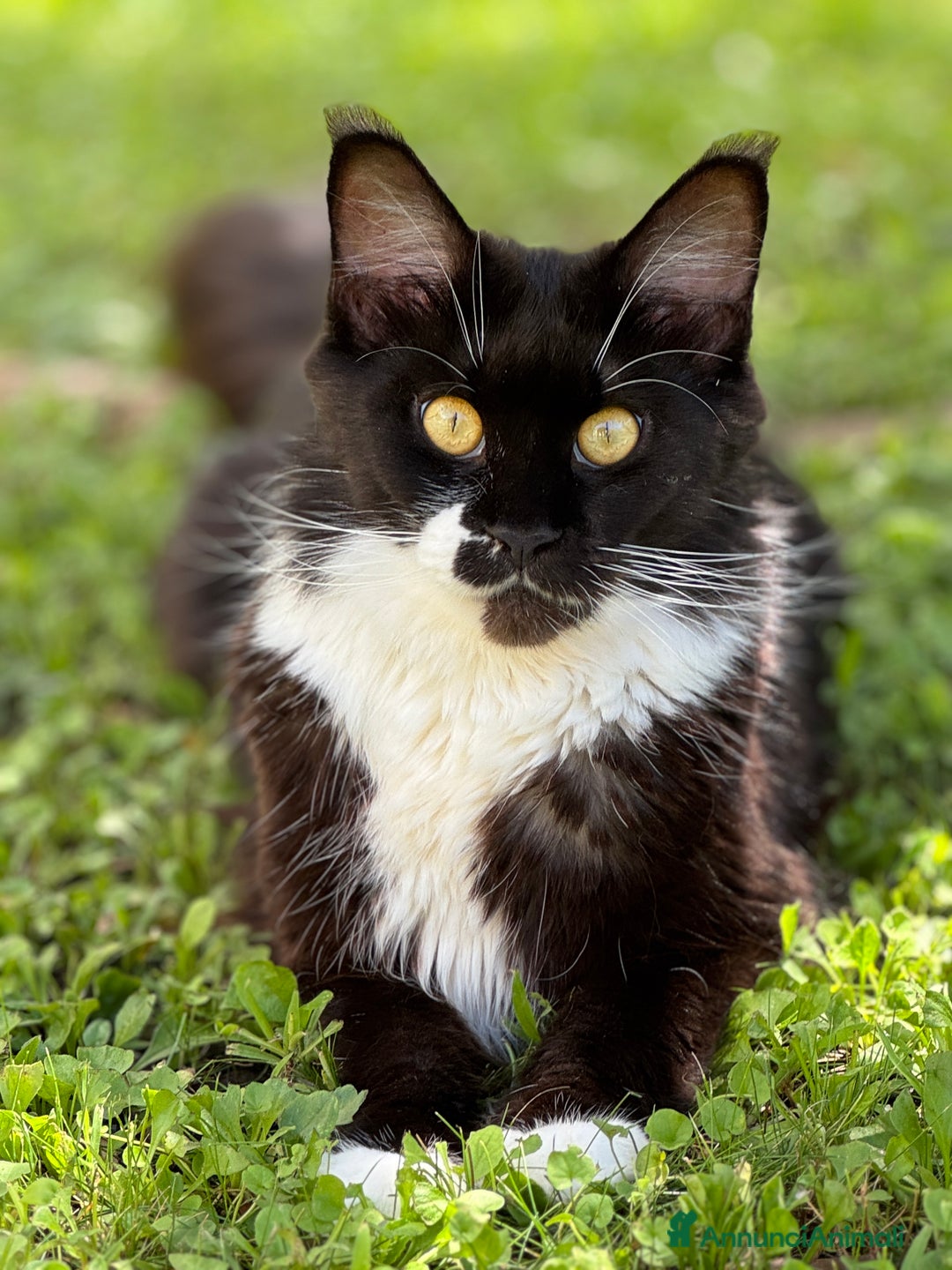 Maine Coon gatti in vendita: Cucciola Black Smoke - Pedigree ANFI - Annuncio 10