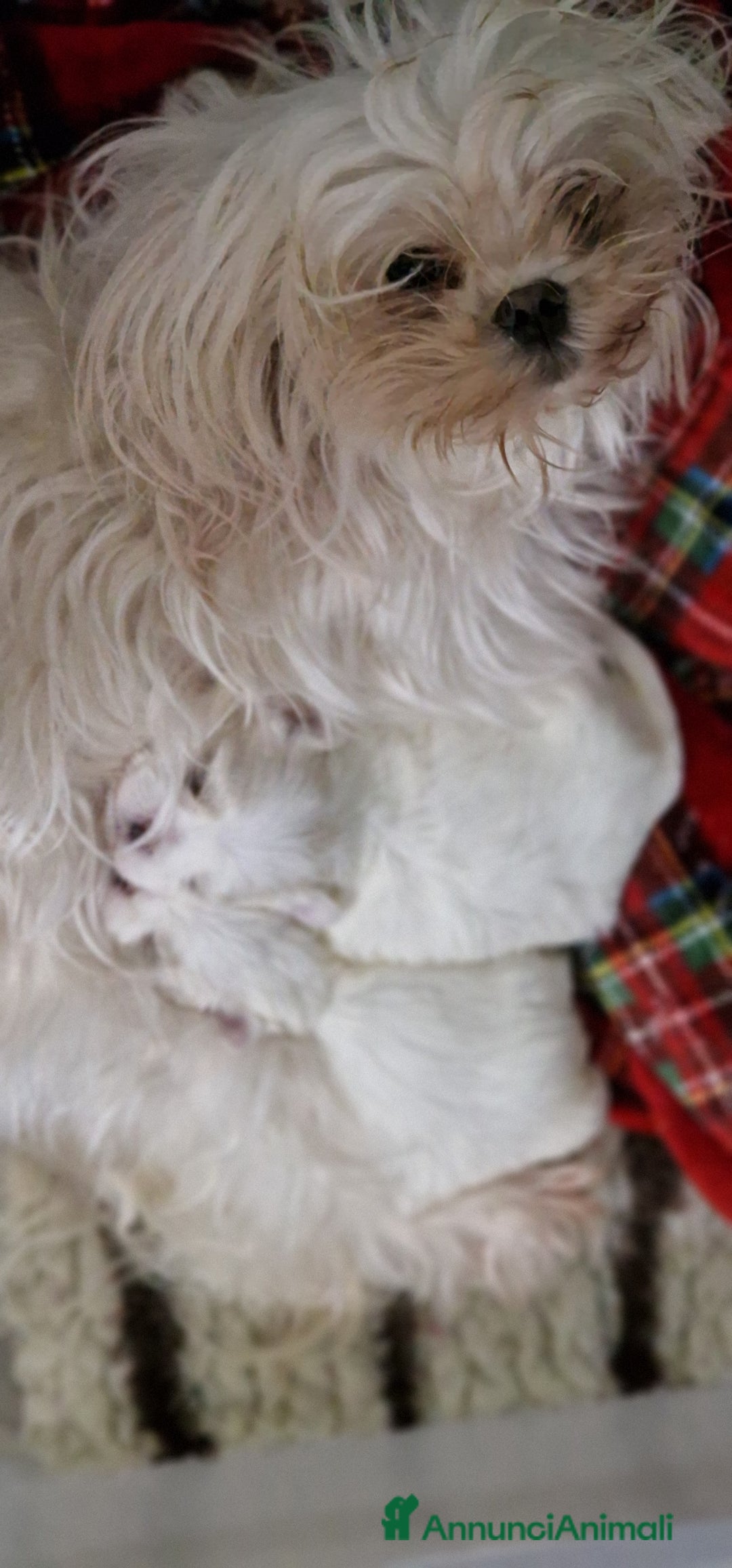 Maltese cani in vendita: Maltesi cucciole femmine - Annuncio 6