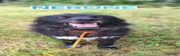 Meticcio cani in regalo: Nerone nessuno ti vuole perché sei nero a Provincia autonoma di Bolzano - Alto Adige - Annuncio 4