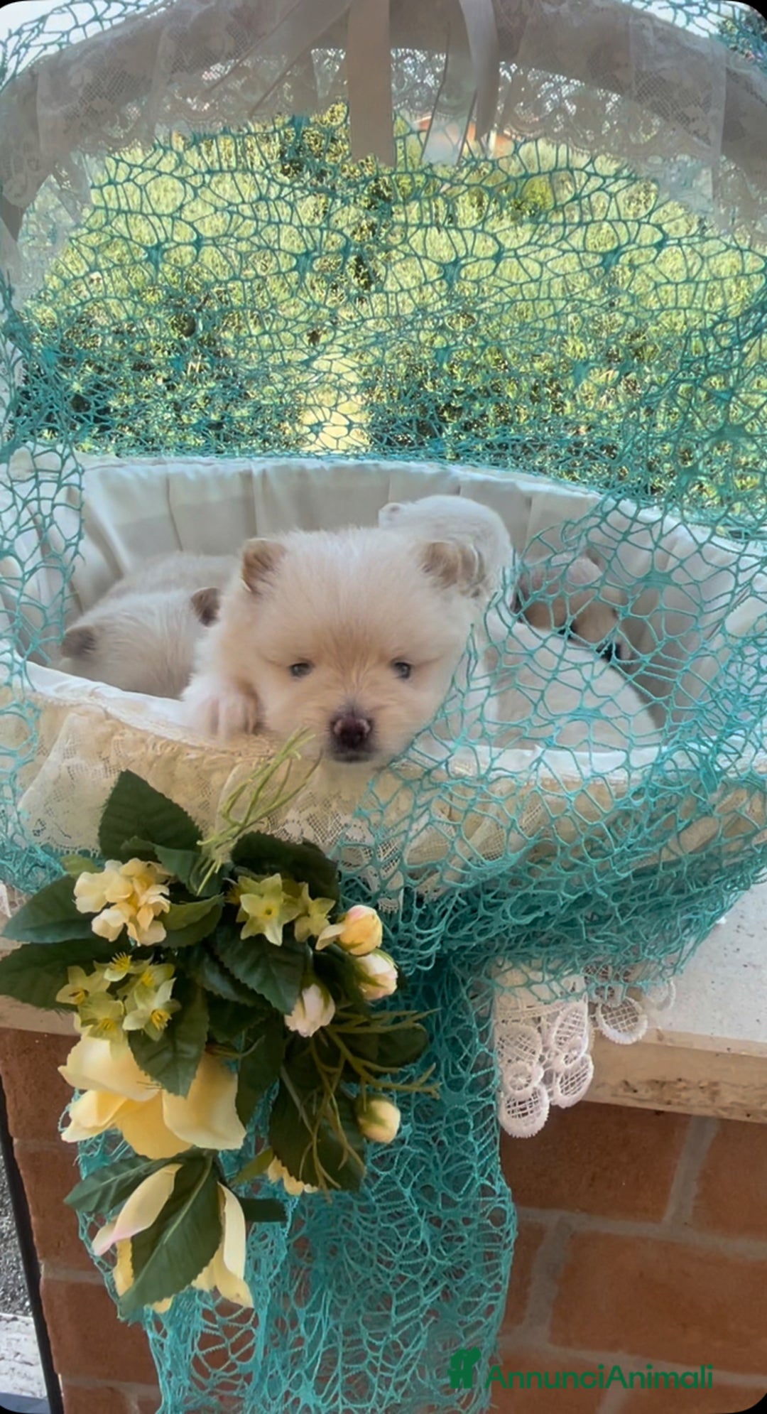 Spitz cani in vendita: Spitz tedesco nano /pomerania a Città metropolitana di Roma Capitale - Immagine 9