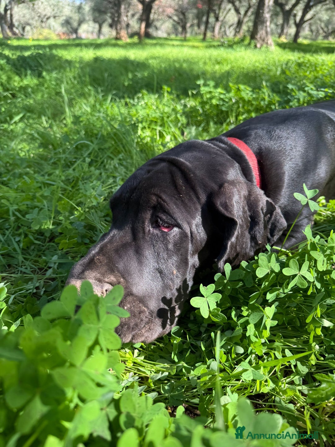 Alano cani in vendita: Cuccioli di Alano nero, ad alta geneaologia - Annuncio 5