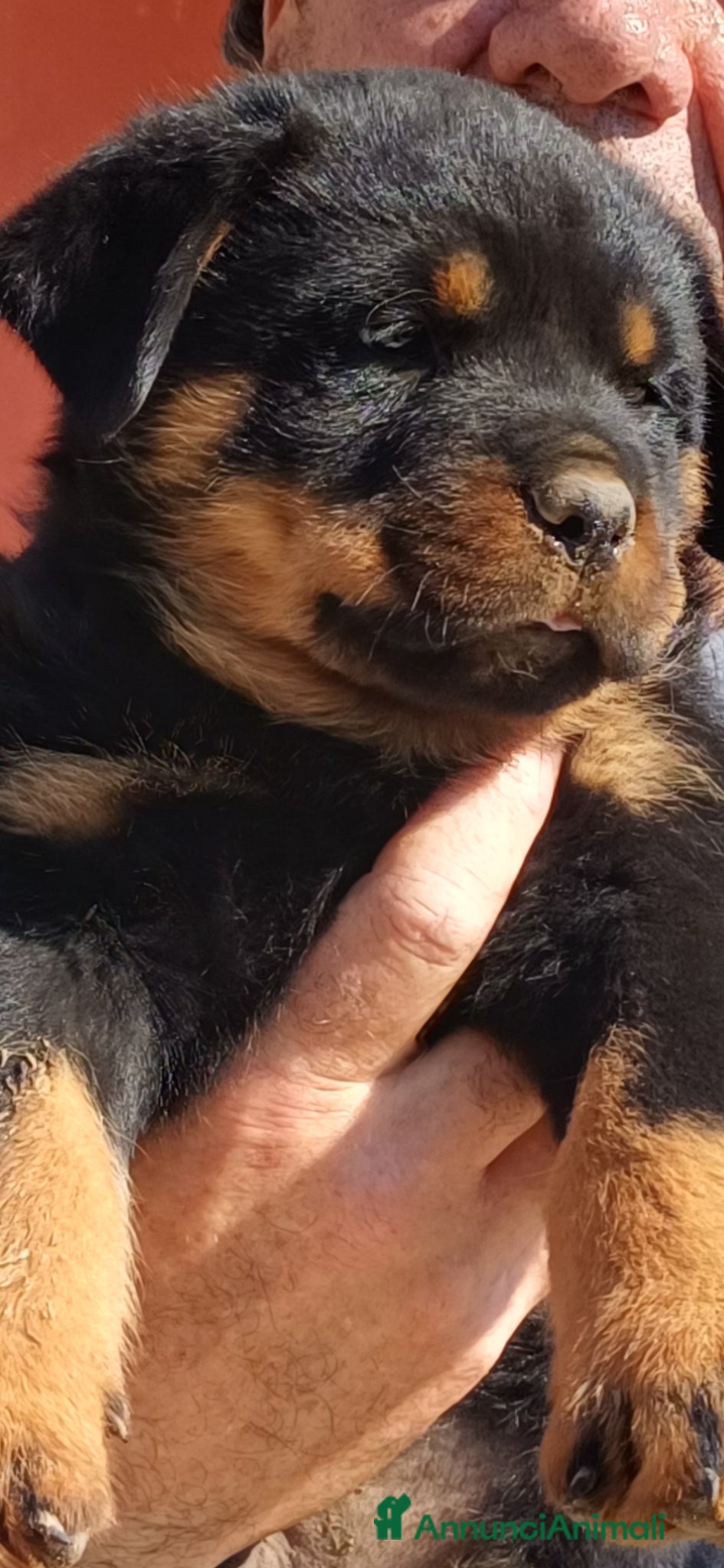 Rottweiler cani in vendita: Disponibili cuccioli Rottweiler  - Annuncio 12
