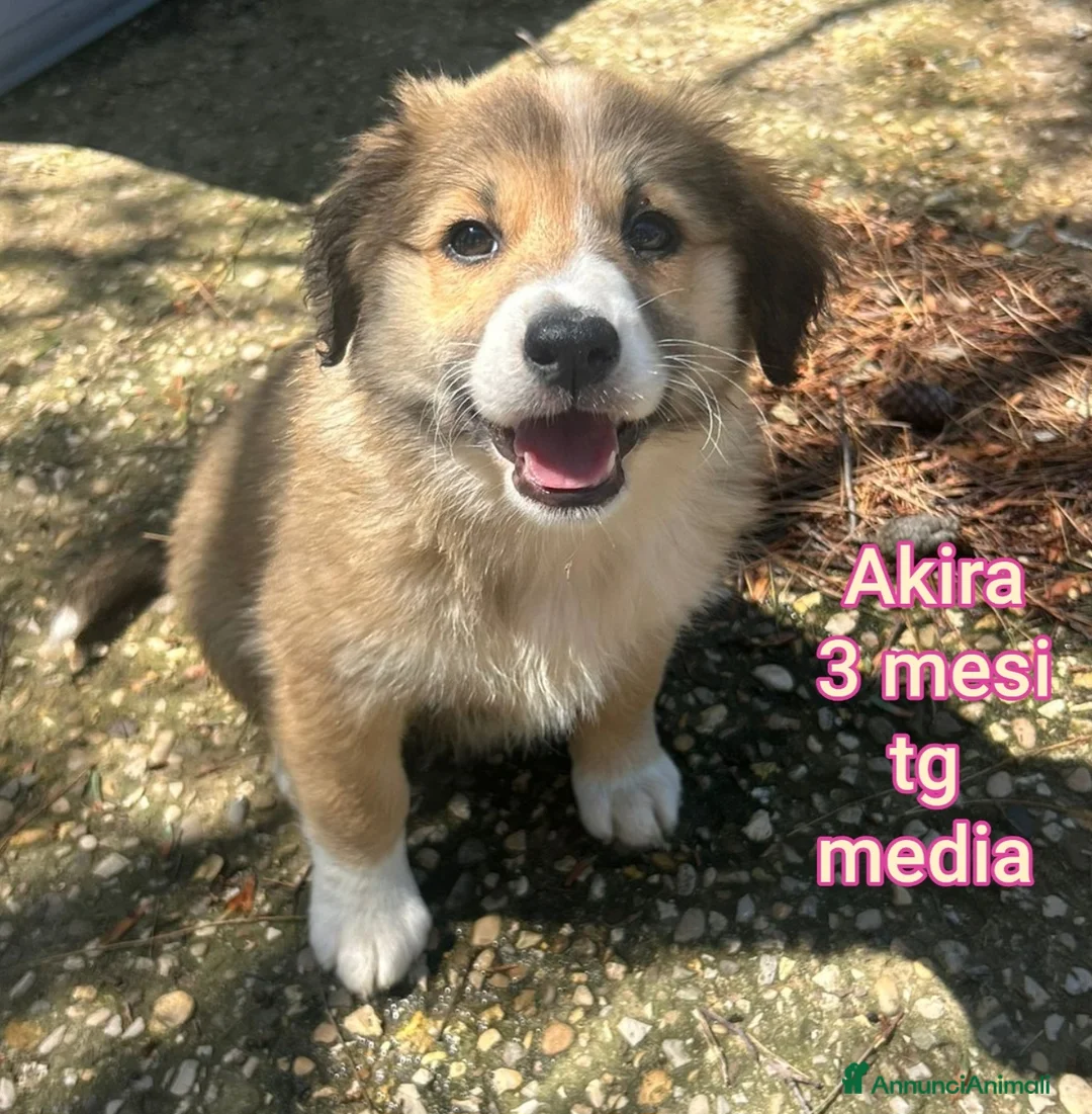 Meticcio cani in regalo: CUCCIOLI, URGENTE: TEMPO SCADUTO  a Provincia di Arezzo - Annuncio 10